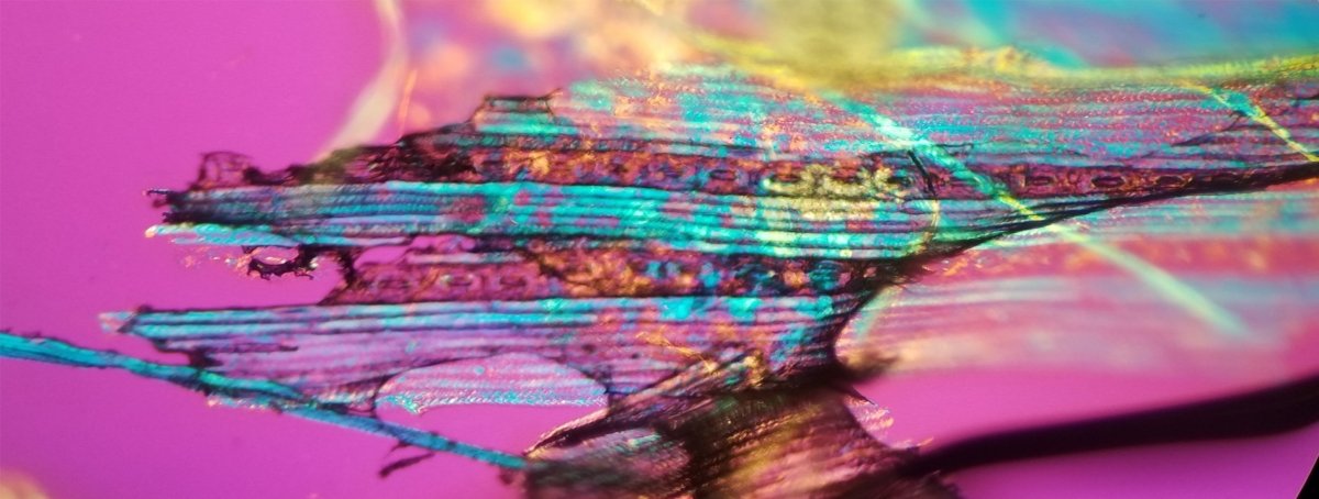 White pine cells in pelletized whitetail deer fecal matter under a polarized light microscope. Image Credit: Grace Parikh White pine cells in pelletized whitetail deer fecal matter under a polarized light microscope.