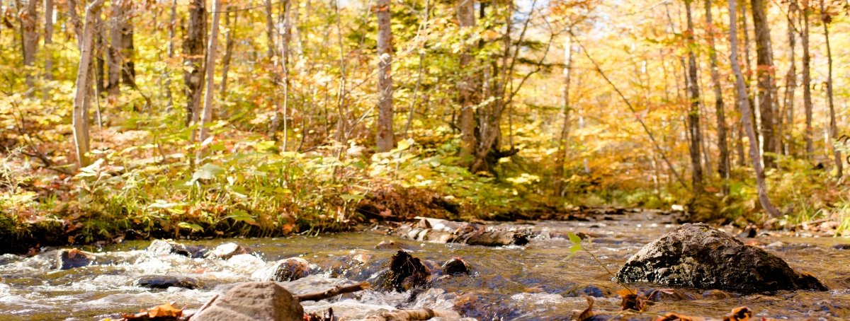 There are tradeoffs between biomass production and water flow and quality impacts. A stream running through a forest.