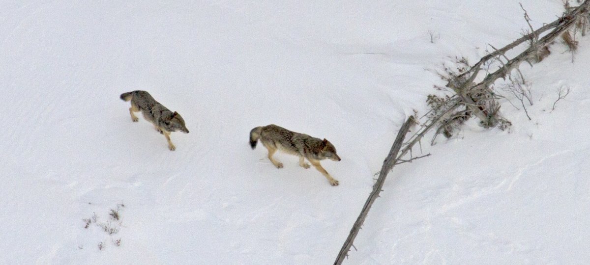 two wolves walking on snow