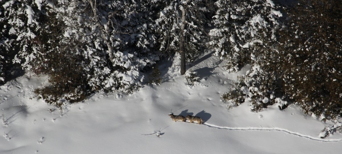 Gray wolves, like this pair on Isle Royale, are listed as endangered in the United States. A pair of wolves walks through deep snow next to pine trees.