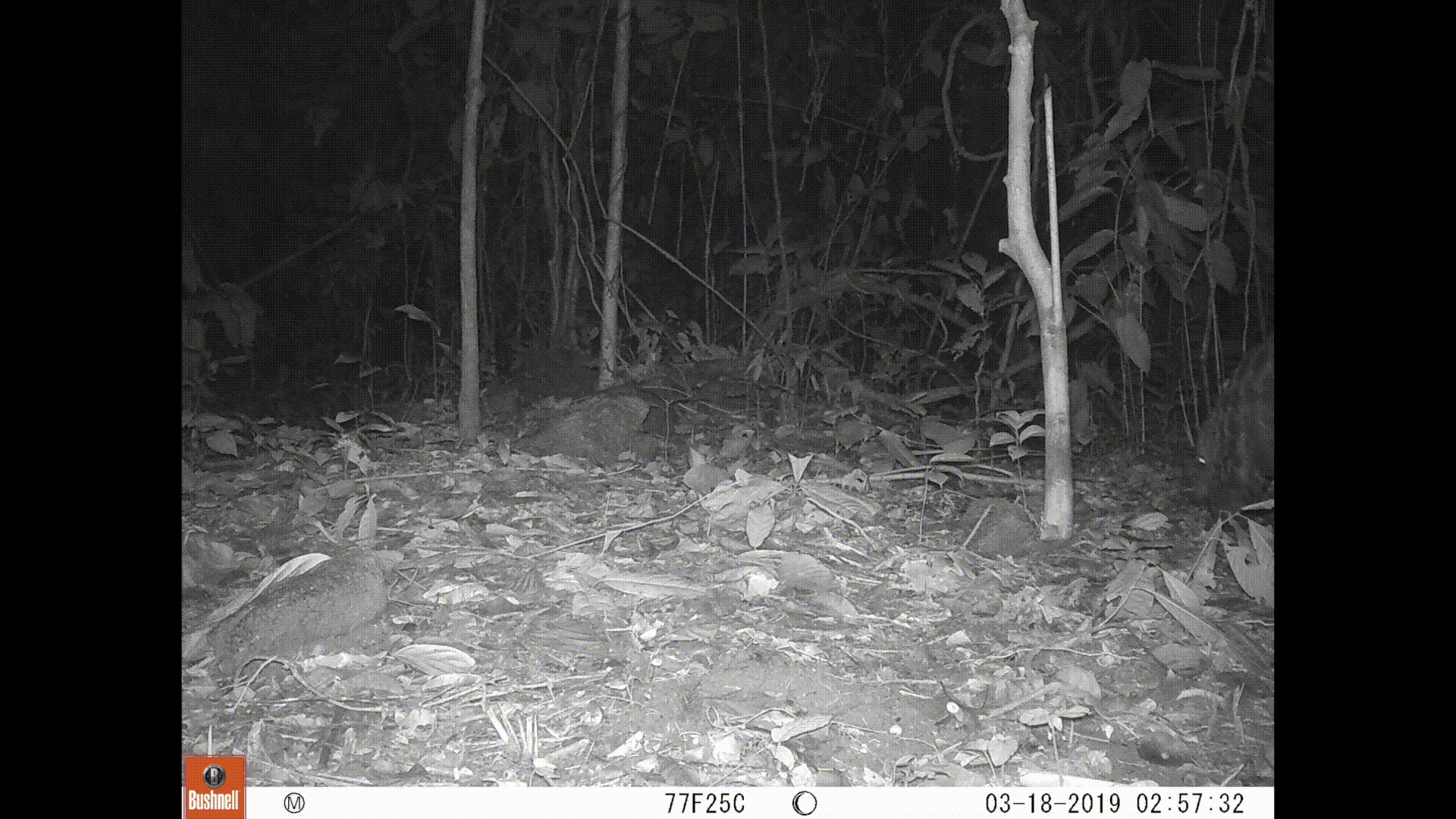 Black and white video of a large pangolin walking at night