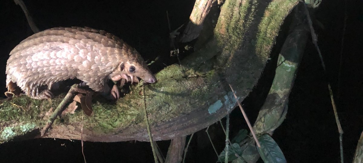 Tree pangolins are a little studied and little understood native of Equatorial Guinea. Michigan Tech doctoral student Tiff DeGroot plans to survey tree, long-tailed and giant pangolins using camera trapping and DNA metabarcoding in summer 2020. Image Credit: Tiff DeGroot A tree pangolin sits in a tree.