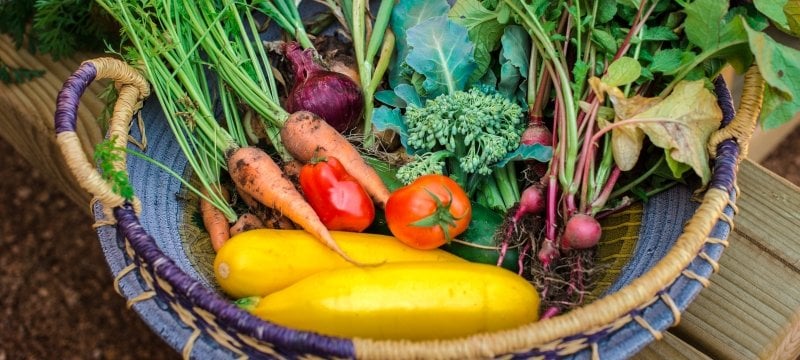 A basket of freshly picked vegetables.