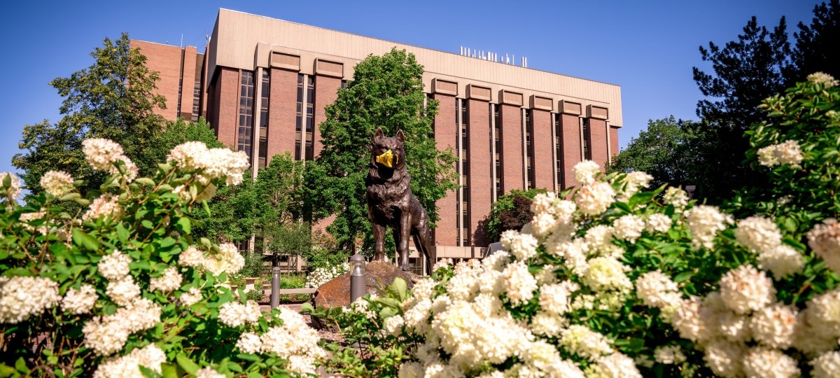 The Husky statue with a face covering framed by hydrangea bushes in front of the ChemSci building.