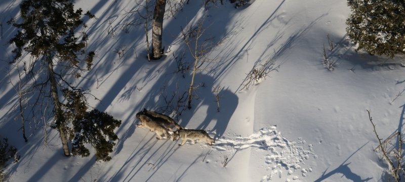 Three wolves walk in the snow.