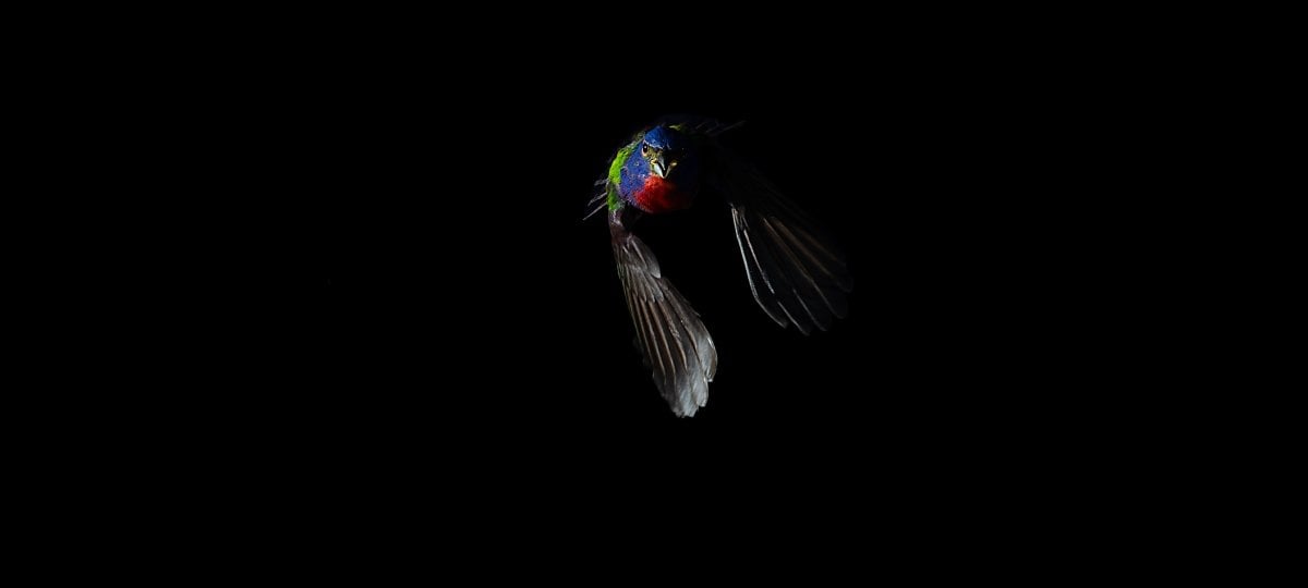A painted bunting in flight. Image Credit: Eric Liffmann A painted bunting in flight.