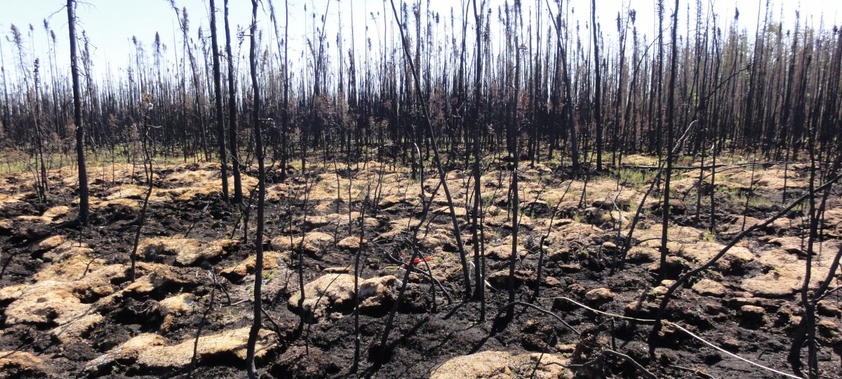 Dead trees in a burned peatland.
