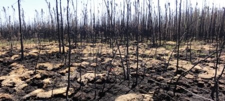 Peatlands, previously thought to be impervious to fire, do burn in extremely hot wildfires and release incredible amounts of sequestered carbon into the atmosphere. Image Credit: Liza Jenkins