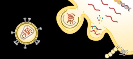 Before they burst, infected cell membranes form structures called blebs, which change the electric signal measured in a microfluidic device.