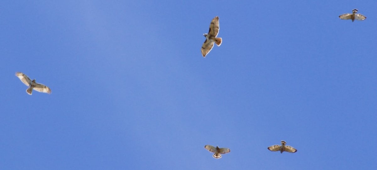 Ornithologist David Flaspohler recreated his birdwatching class last spring; here's what we learned. Credit: David Flaspohler five hawks flying in a blue sky