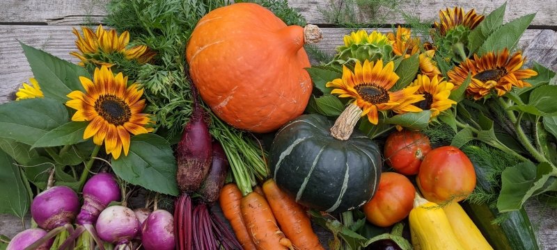 An artful arrangement of pumpkins, turnips, beets, carrots, squash, eggplant, dill, and sunflowers.
