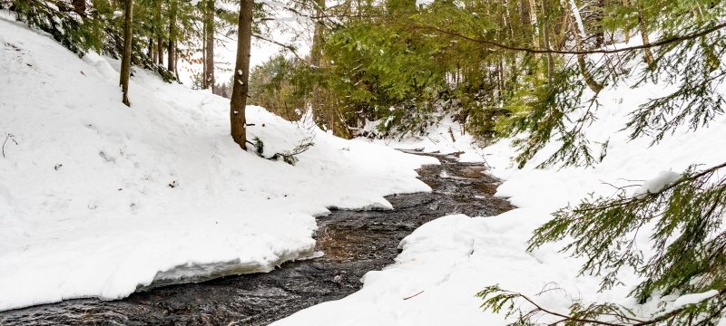 A stream flows through a snowy pine forest.