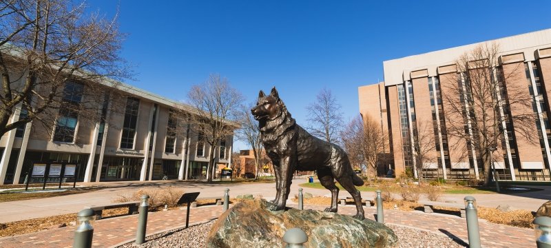 Husky statue on campus with clear blue sky. 