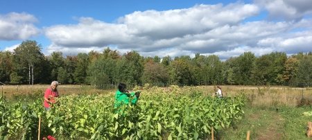 The Debweyendon Indigenous Gardens (DIGs) are part of the Bemadizijig ogitiganiwaa (Peopleâ€™s Garden) in L'Anse, Michigan. DIGs events included harvesting asemaa (tobacco), manoomin (wild rice) and other traditional medicines. Photo Credit: DIGs