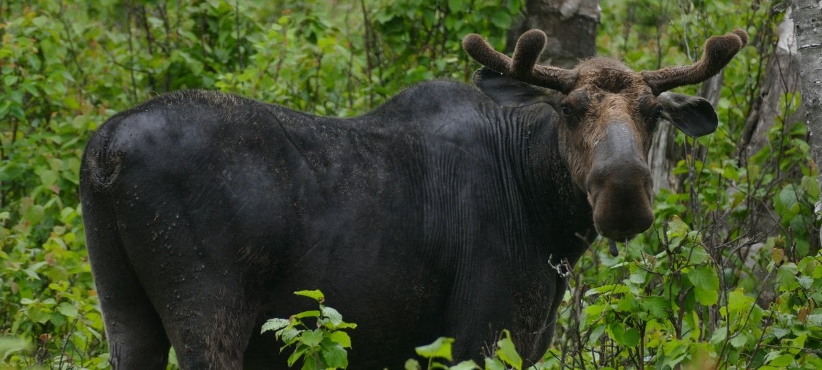 A bull moose stands in vegetation.
