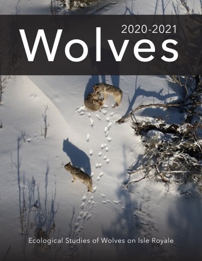 The cover of the Isle Royale Winter Study 2021 report, which depicts one wolf lying bedded in the snow while two more stand nearby. The title reads &quot;Wolves&quot; and the subtitle reads &quot;Ecological Studies of Wolves on Isle Royale.&quot;