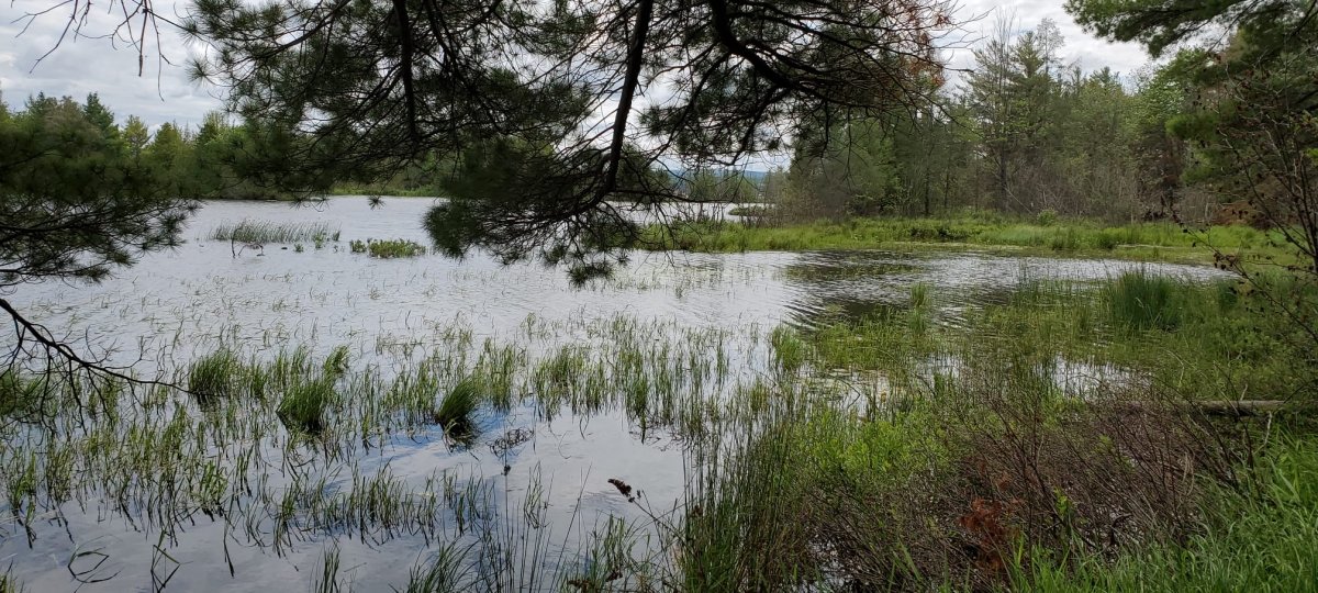 Wild rice (manoomin) growing in the Sand Point sloughs. The Keweenaw Bay Indian Community has prioritized re-establishing wild rice in the area. Image Credit: Rupali Datta A wild rice pond surrounded by pine trees in the Keweenaw Peninsula at Sand Point.