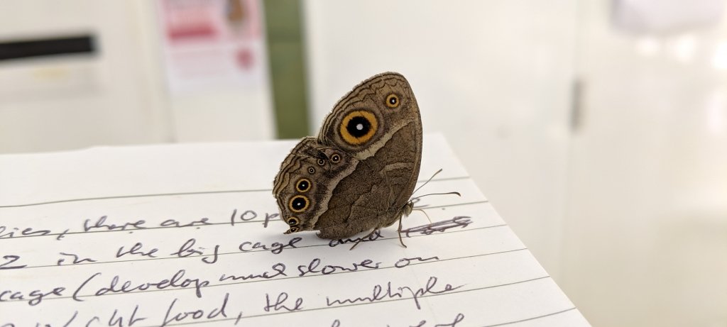 An African butterfly, Bicyclus anynana, perches on researcher Thomas Werner’s notebook in the lab. He has always wanted to study butterflies. A sabbatical in Singapore provided the opportunity. (Image credit: Thomas Werner) An African butterly with eyespots on its wings perches on a notebook in a lab with a white background and soft-focus posters in the background.