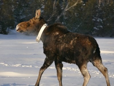 A collared moose on winter snowpack at Isle Royale National Park