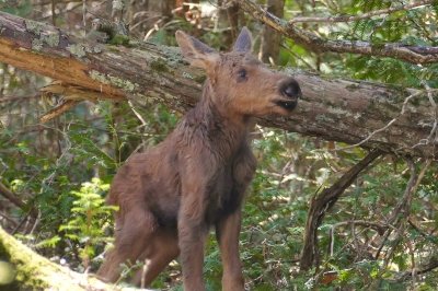 A moose calf on Isle Royale in Michigans Lake Superior