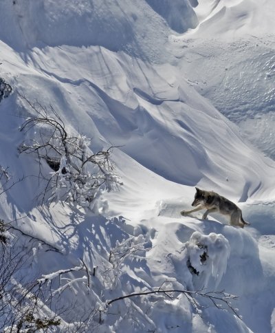 A wolf makes its way up steep Isle Royale terrain in winter 2022