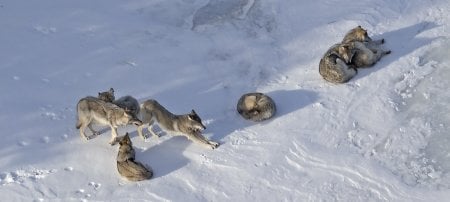 Seven wolves stretch, lay, and consort on the Isle Royale snow in winter.