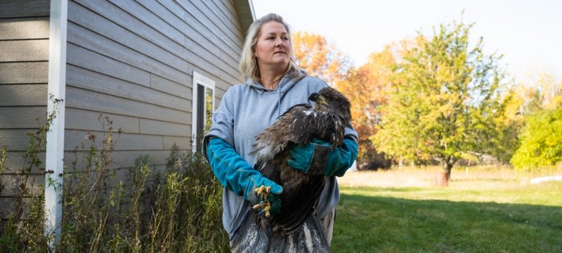 A Michigan Tech police sgt. who is also a raptor rehabilitator holds a bald eagle in her arms.