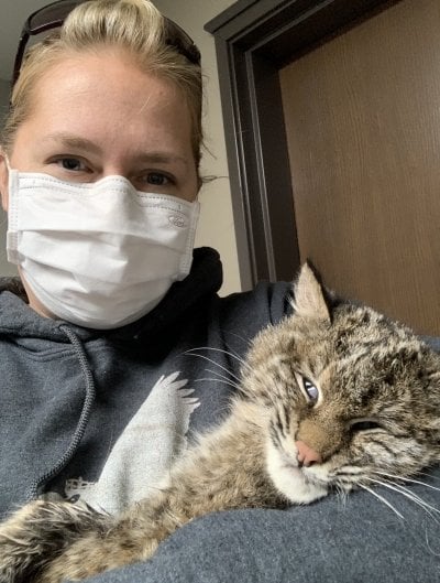 A wildlife rehabilitator holds a bobcat brought in to Upper Peninsula Wildlife Rehabilitation