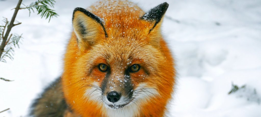 That’s what the fox says: Researchers Sarah Hoy and Rolf Peterson encountered a red fox when they snowshoed out to a cedar swamp to collect samples from a wolf-killed moose. “It was during the breeding season and the fox’s coat was in fantastic condition,” says Hoy. (All images by Sarah Hoy) A red fox stares intently at the camera on Isle Royale National Park in the snow in an image captured by Michigan Tech researcher Sarah Hoy.