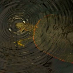 A turtle briefly surfaces in a pond on Isle Royale National Park in a photo taken by Michigan Tech researcher Sarah Hoy, moose-wolf study co-leader.