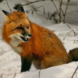 A fox in the snow on Isle Royale.
