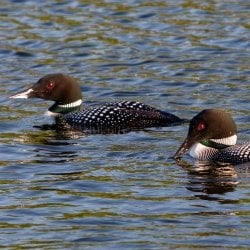 Two loons glide at Isle Royale National Park.
