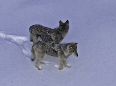 Two wolf pups in the snow at Isle Royale National Park.