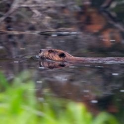 A beaver swims at Isle Royale.