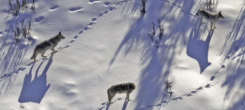 Three wolves stand in a snowy circle of footprints as views aerially on Isle Royale National Park in the winter of 2022-23.