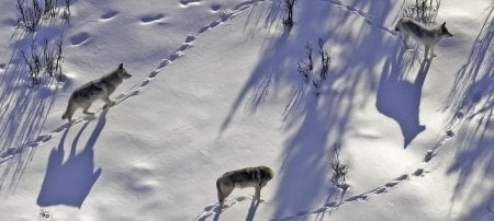 The wolves of Isle Royale are exhibiting both population stability and some interesting organizational dynamics. (All images, unless otherwise noted, by Sarah Hoy and Rolf Peterson)