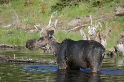 An Isle Royale moose wades in the water.