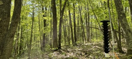 A Lindgren funnel trap baited for fungus-spreading beetles hangs in a northern red oak forest in Iron County, Michigan, in May 2023. (All images by Tara L. Bal/Michigan Tech)