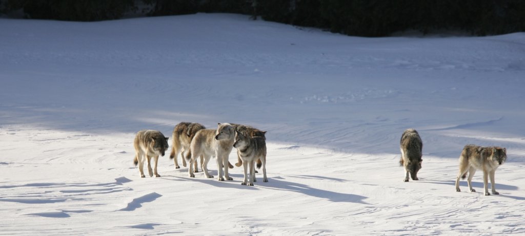 The Old Gray Guy is the lighter-colored wolf in the center of the image, third from left. His arrival on the island affected changes in the wolf population, moose population and the ecosystem of Isle Royale itself. (Image credit: John Vucetich, co-leader of Michigan Tech's Isle Royale Wolf-Moose study) The alpha wolf of Isle Royale for several years, the Old Gray Guy is third from left in a pack of six wolves in this image capture taken by a researcher Isle Royale in winter.