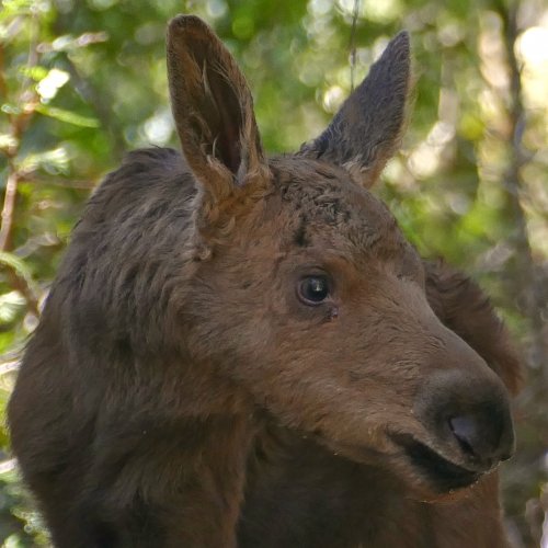 A moose calf on Isle Royale National Park