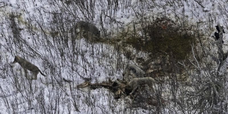 Four wolves in the Northeast Pack on Isle Royale feed on a moose carcass.