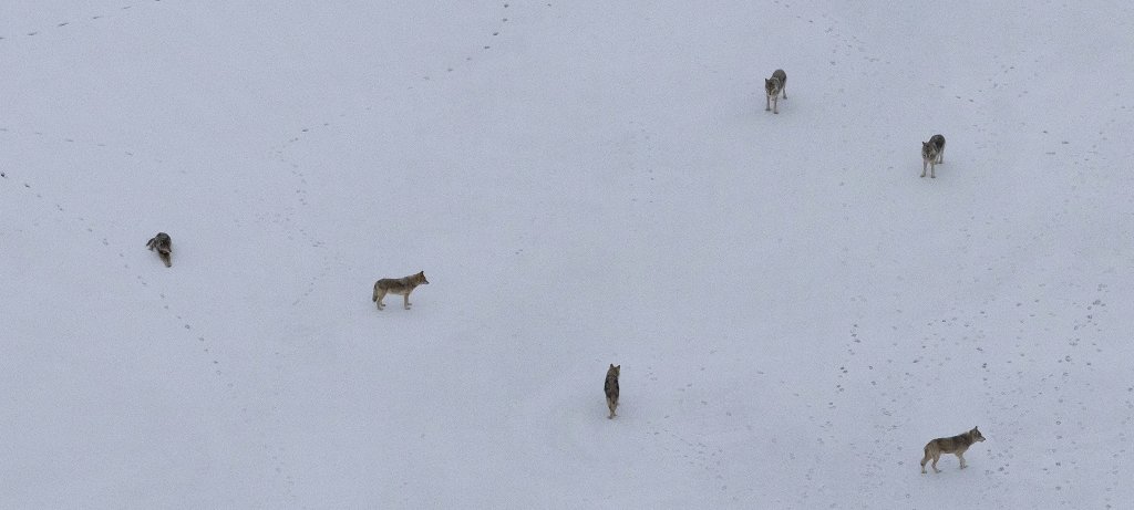 Six wolves pack up on Isle Royale National Park, site of Michigan Technological University's predator-prey study now in its 65th year.