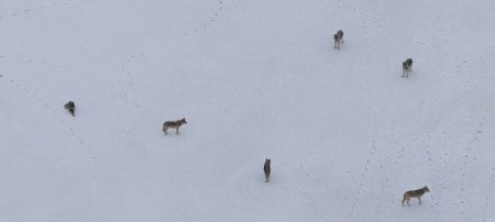Six wolves pack up on Isle Royale National Park, site of Michigan Technological University's predator-prey study now in its 65th year.