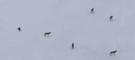 Members of a pack photographed during a flyover as part of Winter Study 2024 on Isle Royale National Park. (Image credit: Rolf Peterson)