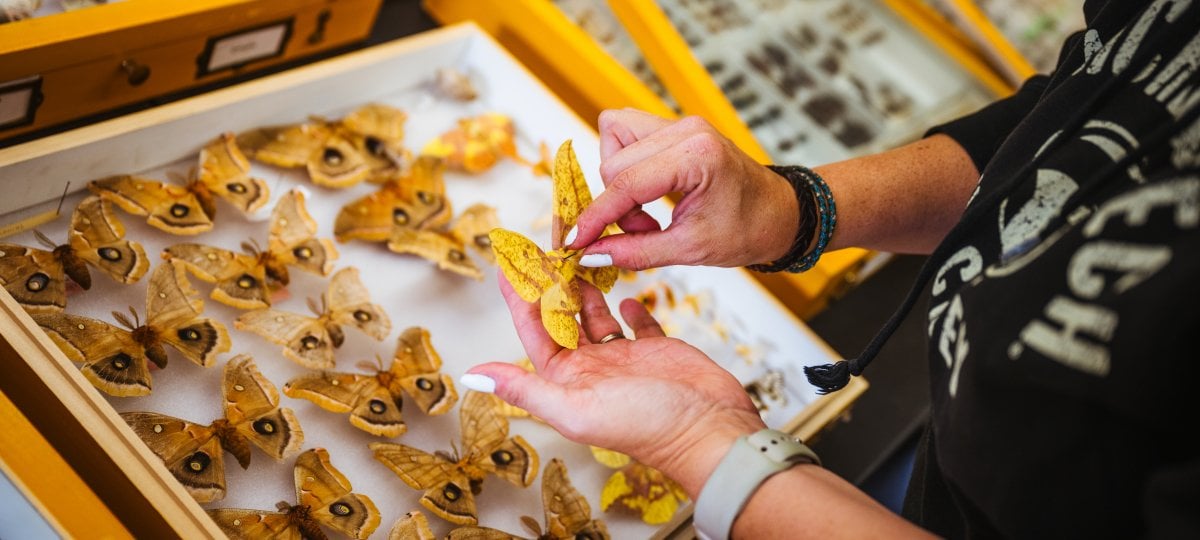 The Michigan Tech Insect Collection features contributions from educators and students across decades. The collection is an important tool for measuring and recording change in the biodiversity of the region over time. Scientist's hands holding a large moth in front of several insect specimen cases.