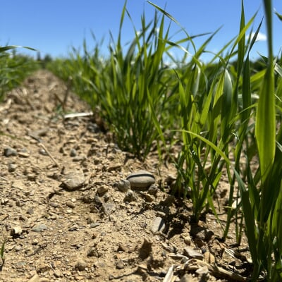 Young crops growing in dry, sandy and rocky soil.