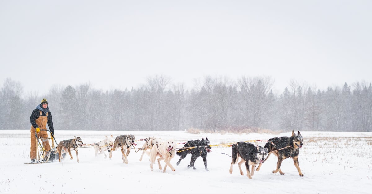 Ben Amat mushes a team of eight sled dogs across a snowy field.