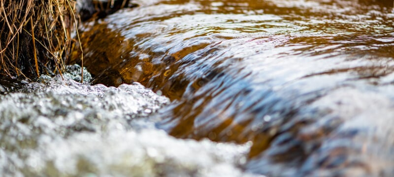 A close-up image of a flowing stream from ground level shows gently bubbling water and shoreline vegetation.
