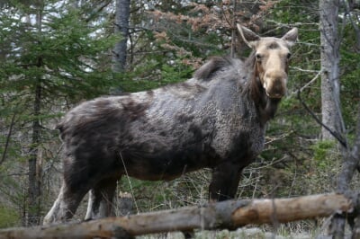 A moose stands in a pine forest, with majority of its winter coat of fur rubbed off at the shoulders, and the rest of the coat showing signs of thinning.