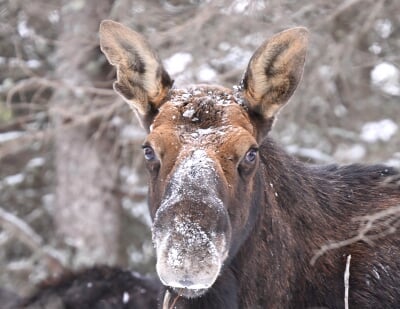 A moose with a snowy muzzle looking at the camera.